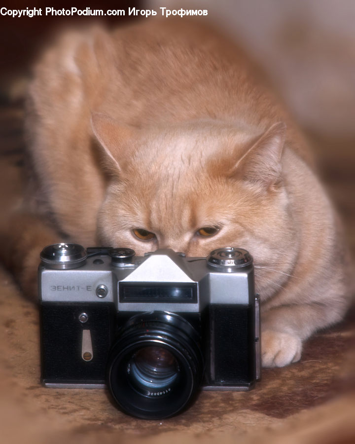 Camera, Electronics, Abyssinian, Animal, Cat, Mammal, Pet