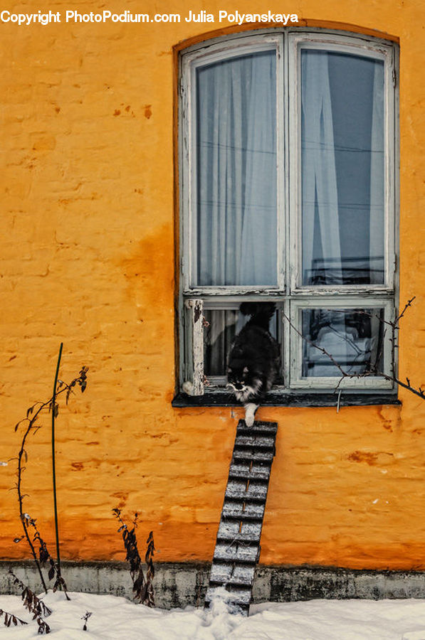 Hearth, Brick, Balcony, Animal, Cat, Kitten, Mammal