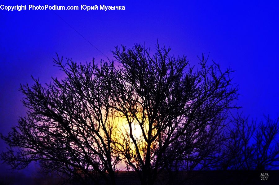 Dawn, Dusk, Red Sky, Sky, Sunrise, Sunset, Plant