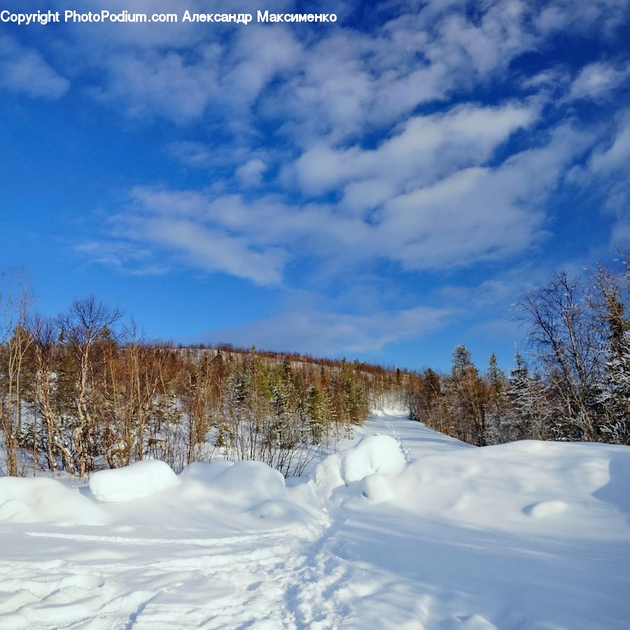 Ice, Outdoors, Snow, Forest, Vegetation, Dirt Road, Gravel