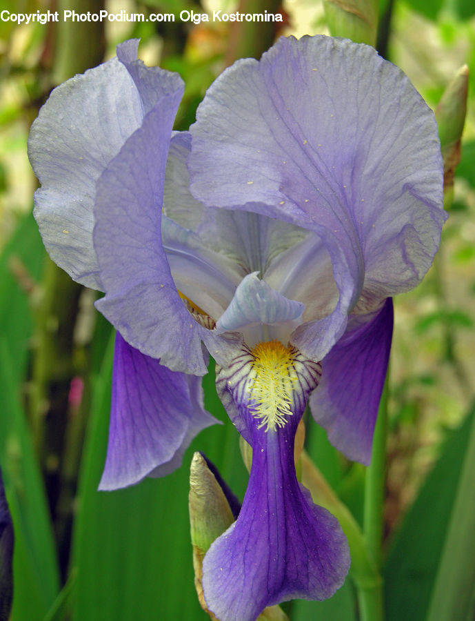Flora, Flower, Iris, Plant, Blossom, Violet, Crocus