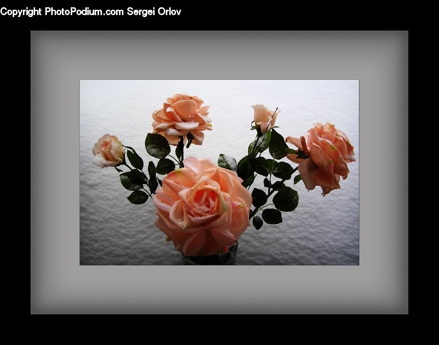 Blossom, Flower, Plant, Rose, Potted Plant, Flower Arrangement, Flower Bouquet