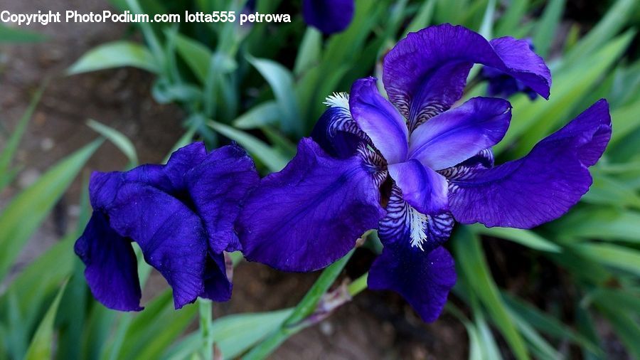 Flora, Flower, Iris, Plant, Blossom, Crocus, Violet