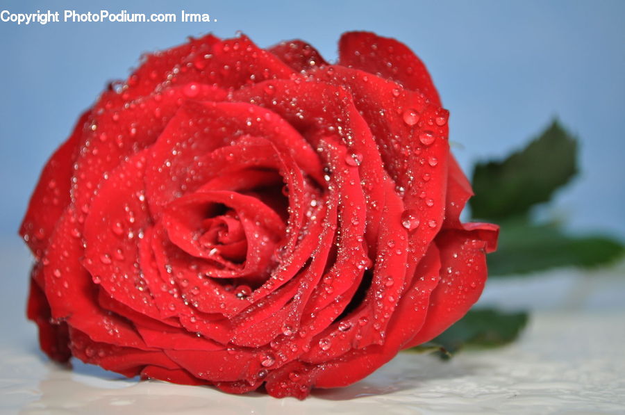 Blossom, Flower, Plant, Rose, Flower Arrangement, Flower Bouquet, Carnation