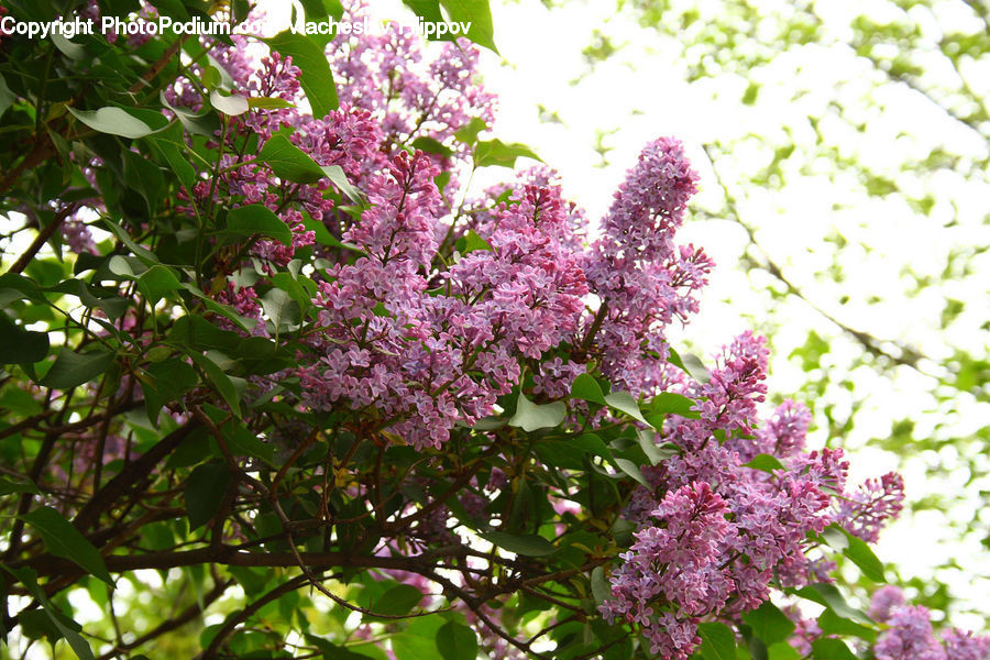 Blossom, Flower, Lilac, Plant, Flora, Cherry Blossom, Bush