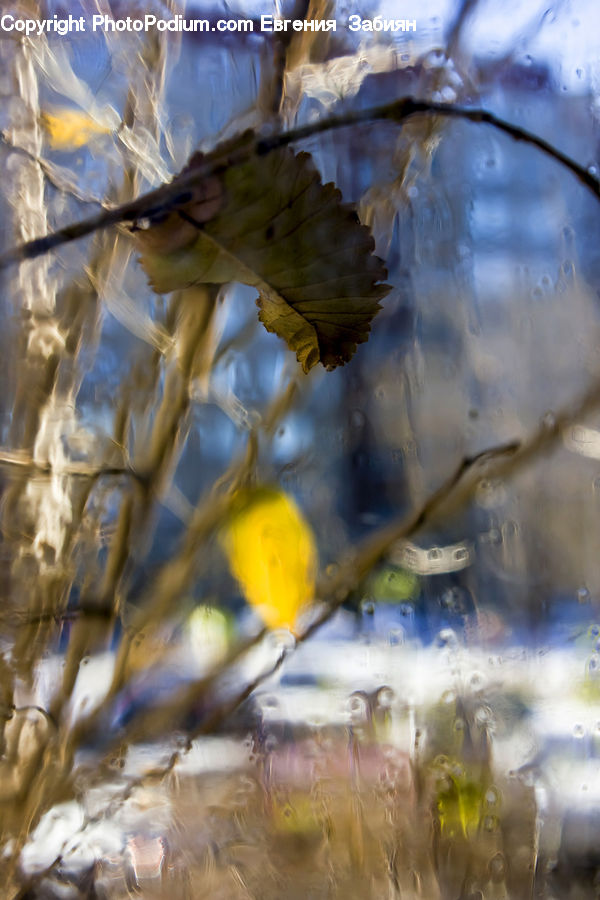 Bird, Canary, Finch, Art, Beak, Parakeet, Parrot