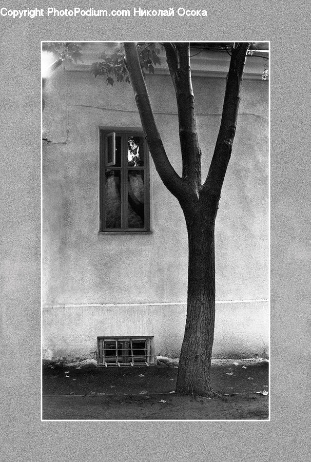 Window, Bench, Plant, Tree, Brick, Building, Office Building