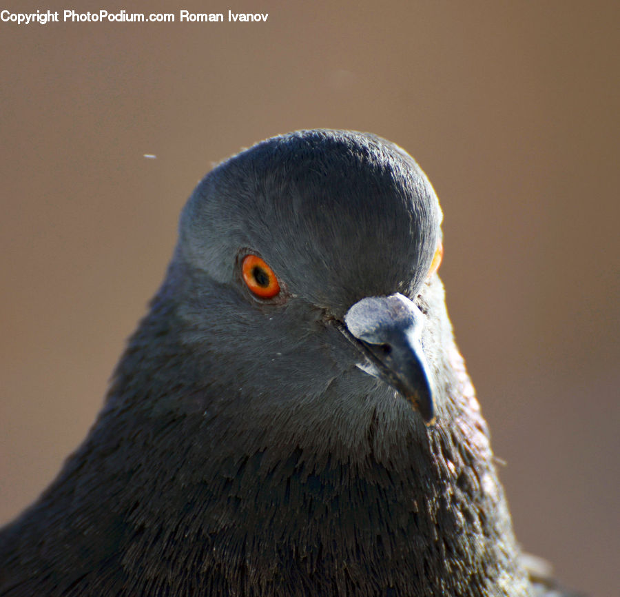 Bird, Pigeon, Dove