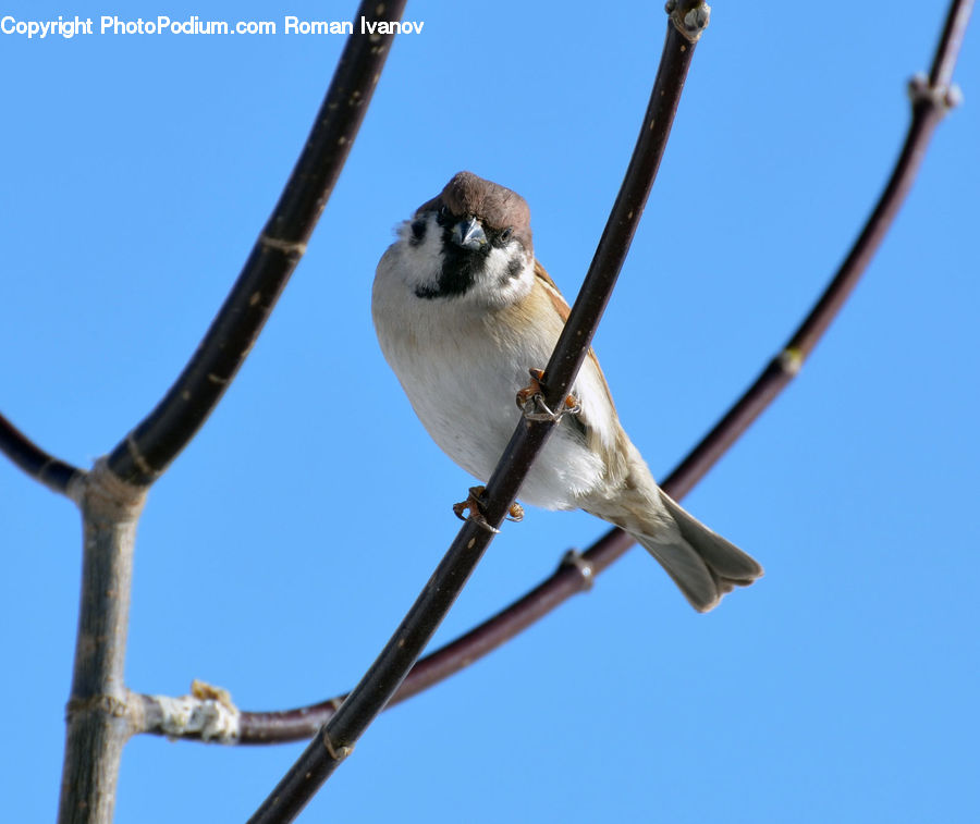 Bird, Sparrow, Blue Jay, Bluebird, Jay, Swallow, Finch