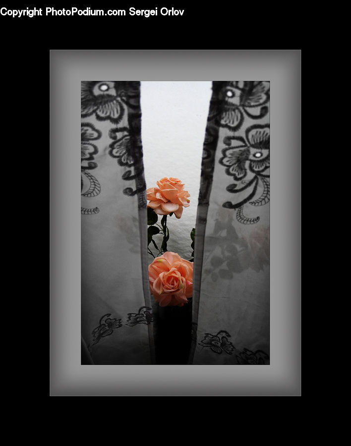 Blossom, Flower, Plant, Rose, Collage, Poster, Flyer