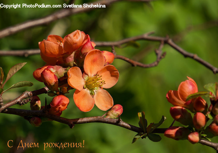 Bud, Plant, Blossom, Flora, Flower, Petal, Pollen
