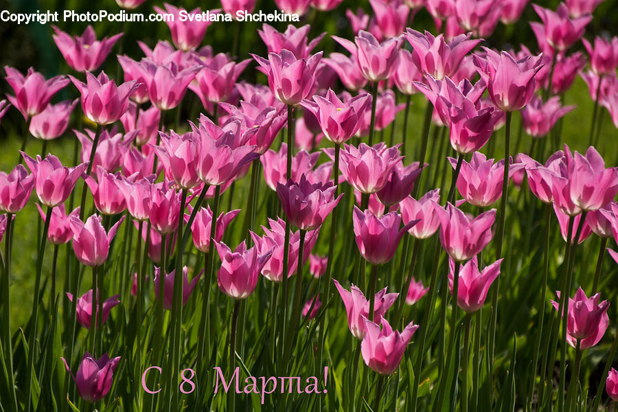 Blossom, Flora, Flower, Plant, Tulip, Gladiolus, Crocus