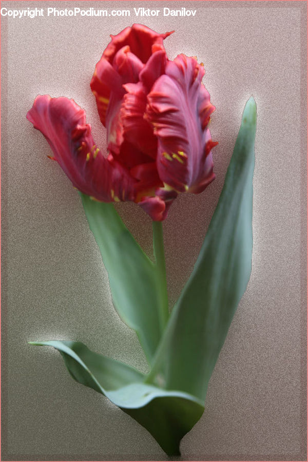 Blossom, Carnation, Flower, Plant, Flora, Tulip, Gladiolus