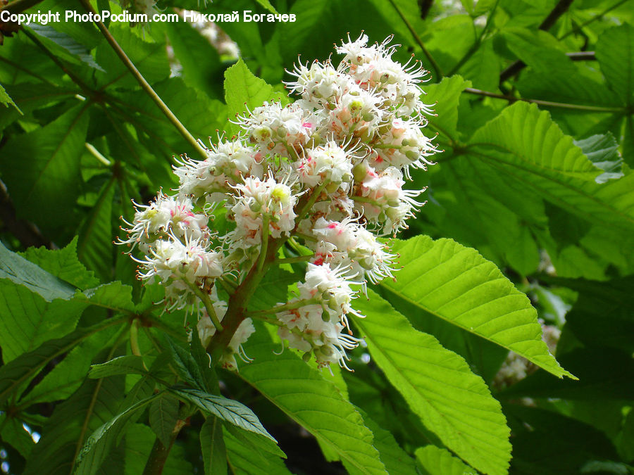 Blossom, Flora, Flower, Plant, Asteraceae