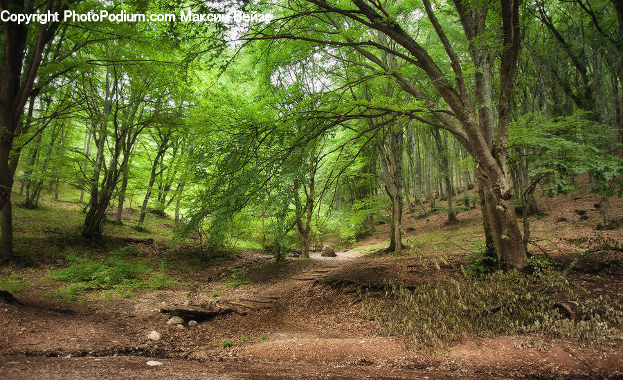 Dirt Road, Gravel, Road, Forest, Vegetation, Grove, Land