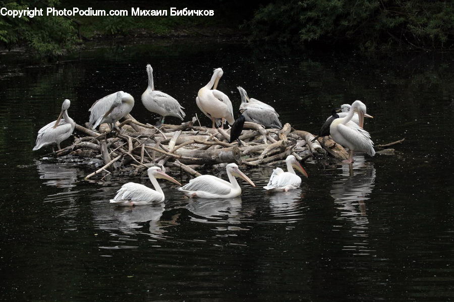 Bird, Pelican, Waterfowl, Goose, Crane Bird, Heron, Ardeidae