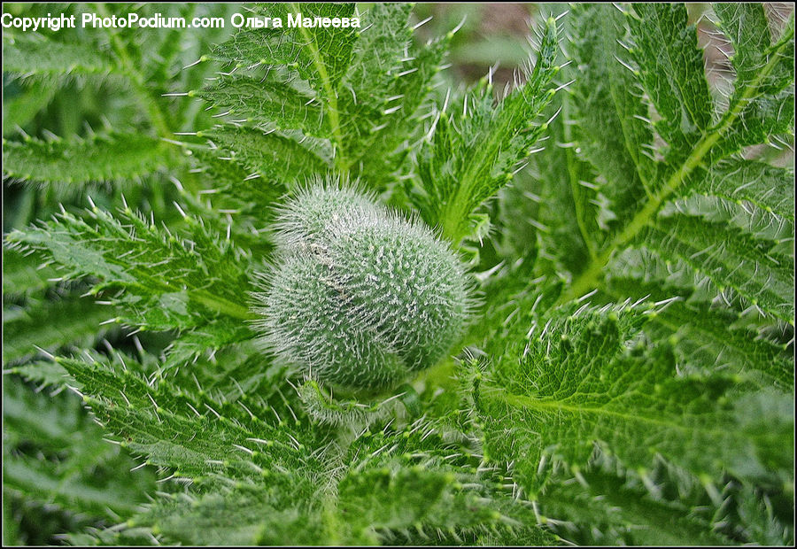 Fern, Plant, Blossom, Flora, Flower, Conifer, Fir