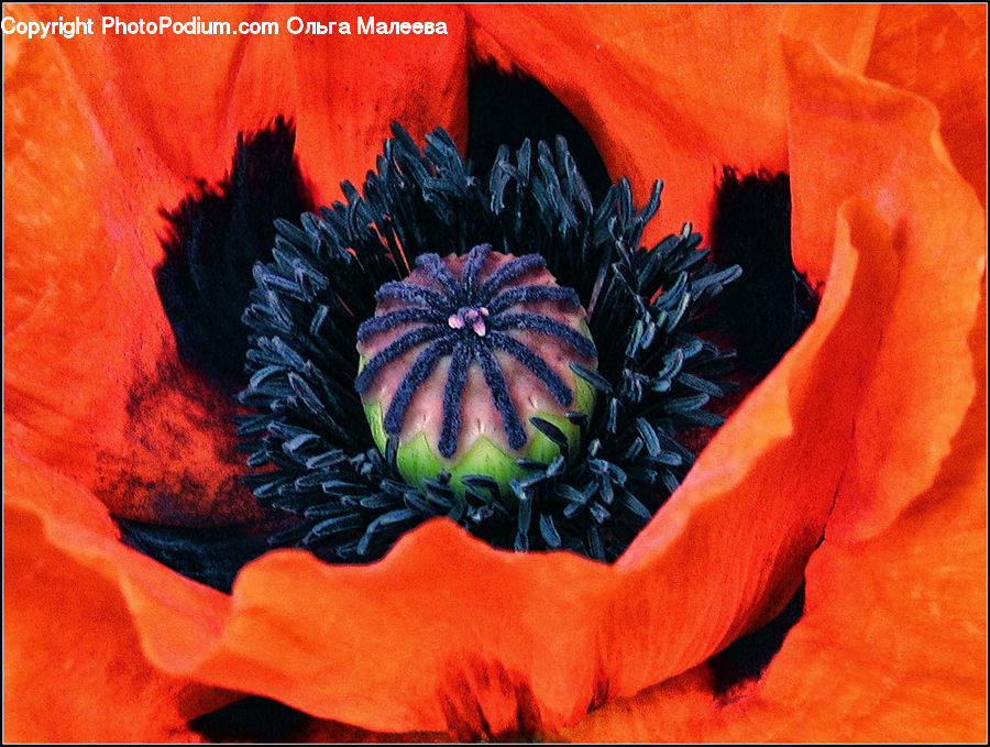 Blossom, Flora, Flower, Plant, Poppy, Cushion, Home Decor