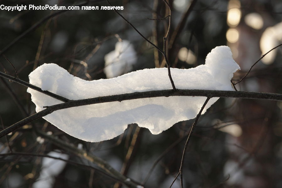Bird, Grouse, Ptarmigan, Frost, Ice, Outdoors, Snow