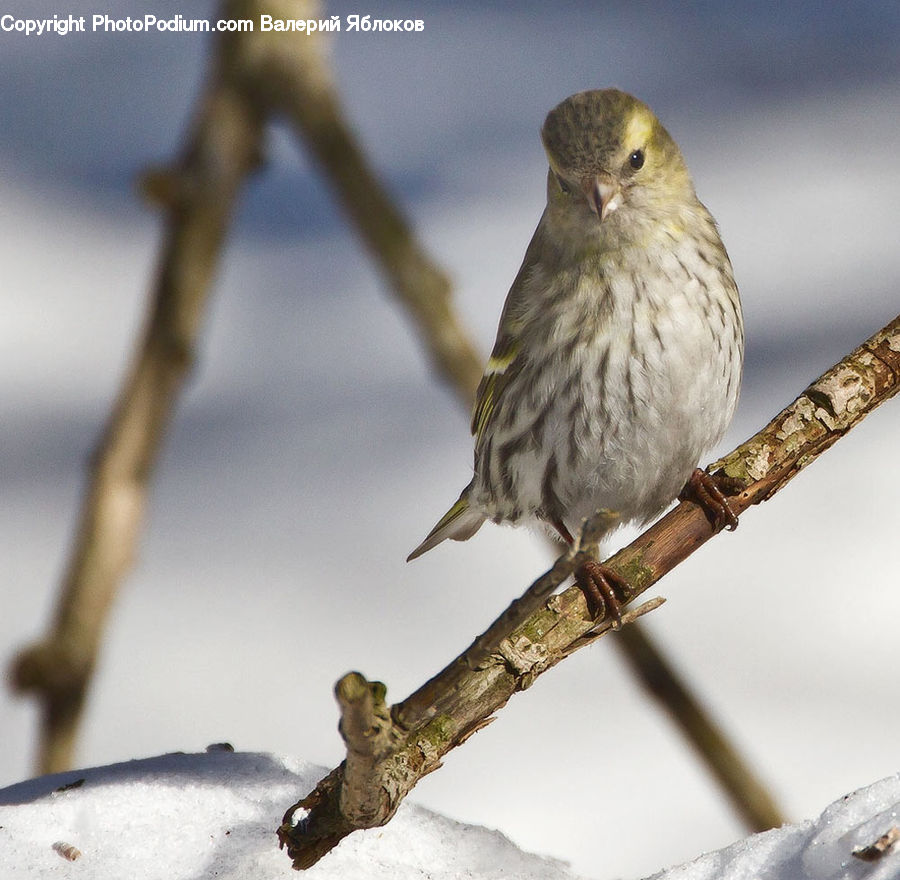 Bird, Finch, Canary