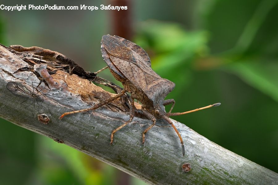 Cricket Insect, Grasshopper, Insect, Invertebrate, Arachnid, Garden Spider, Spider
