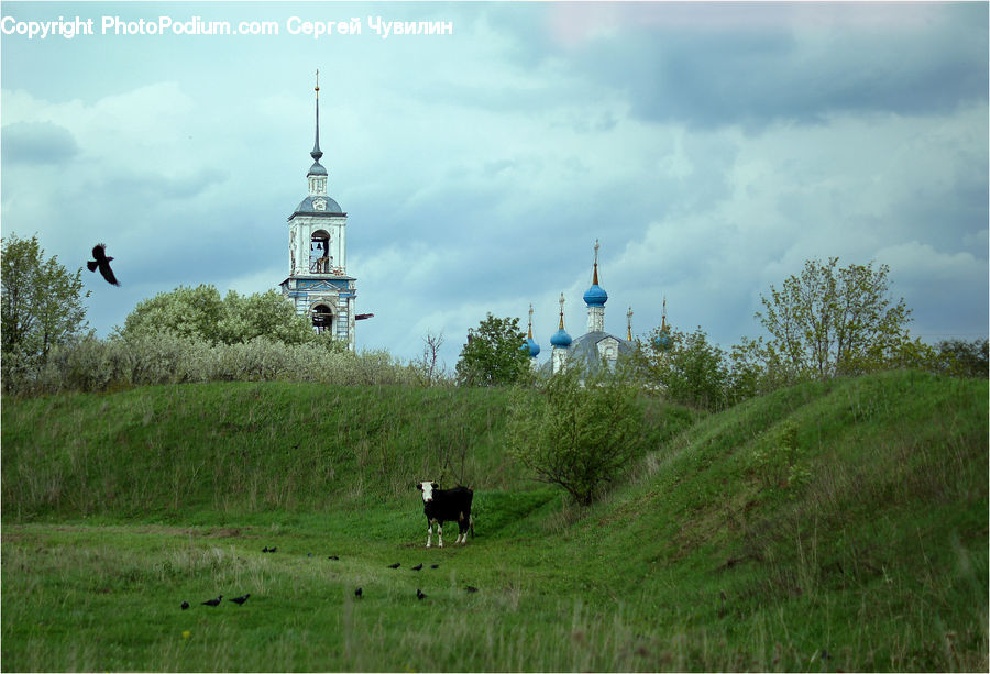 Architecture, Bell Tower, Clock Tower, Tower, Field, Grass, Grassland