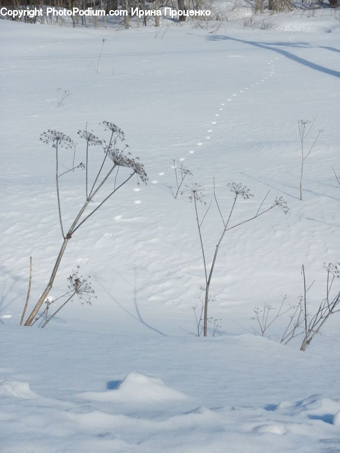 Land, Outdoors, Plateau, Tundra, Field, Grass, Grassland