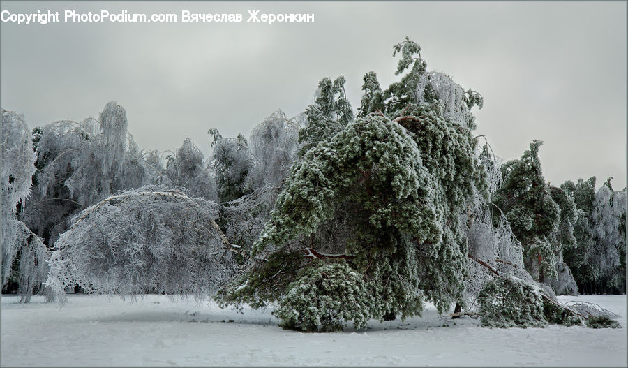 Frost, Ice, Outdoors, Snow, Conifer, Fir, Plant