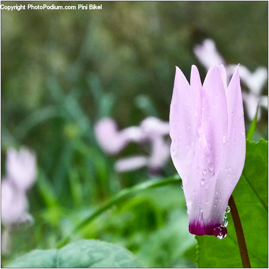 Blossom, Crocus, Flora, Flower, Plant, Geranium, Anther