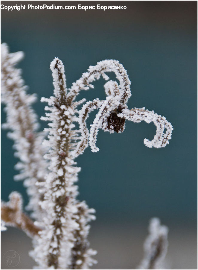 Frost, Ice, Outdoors, Snow