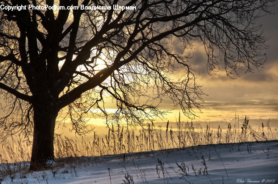 Plant, Tree, Dawn, Dusk, Sky, Sunrise, Sunset