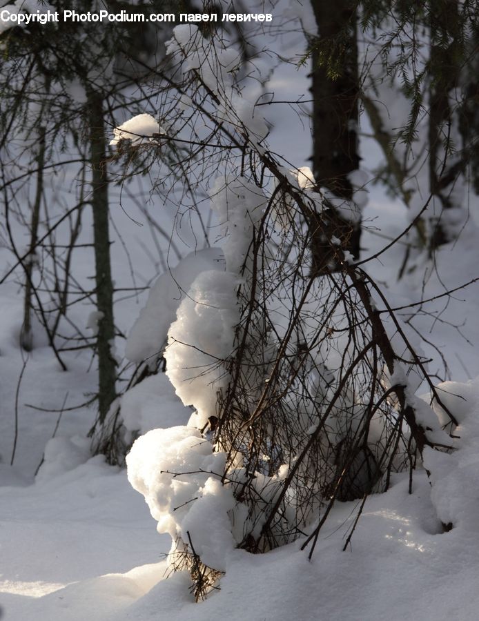 Ice, Outdoors, Snow, Conifer, Fir, Pine, Spruce
