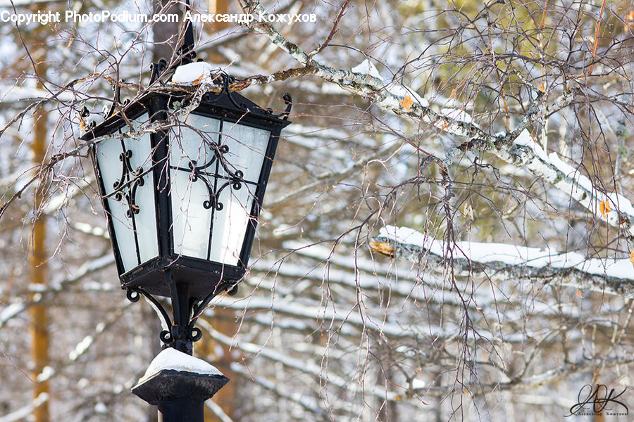 Lamp Post, Pole, Bird, Cockatoo, Parrot