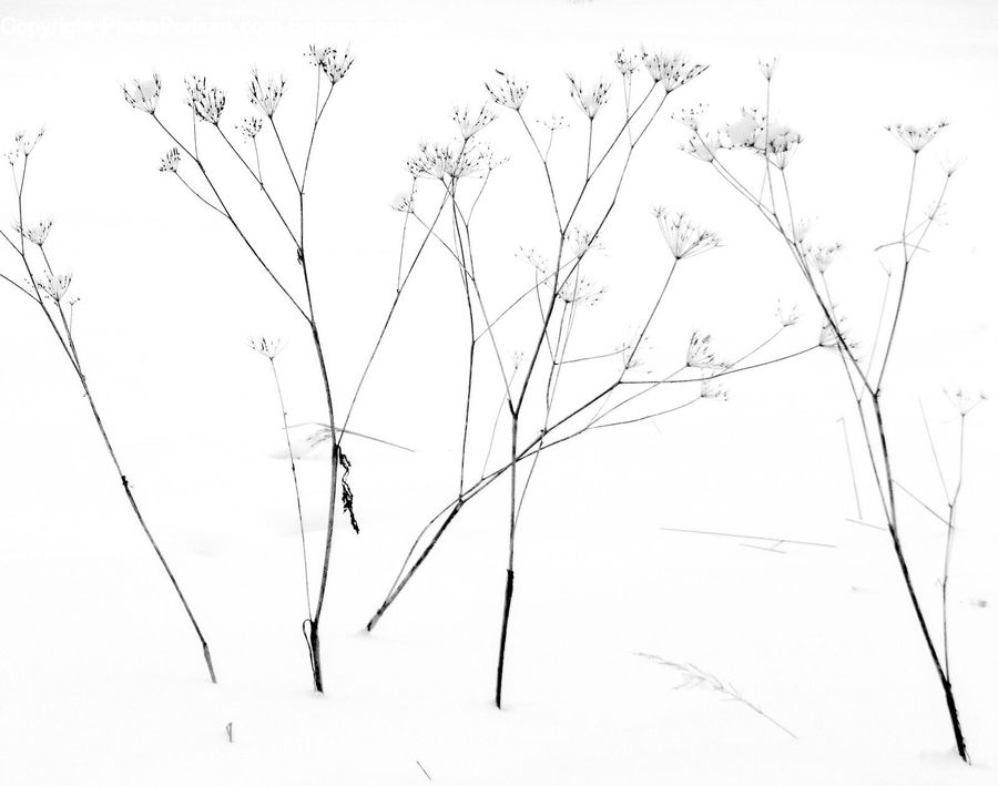 Drawing, Sketch, Birch, Tree, Wood, Field, Grass