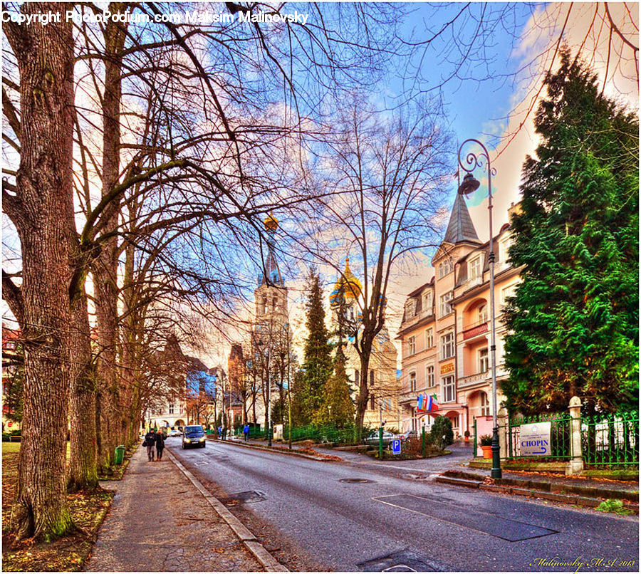 Ivy, Plant, Vine, Conifer, Fir, Tree, Road