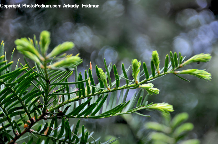 Conifer, Fir, Plant, Tree, Blossom, Flora, Flower