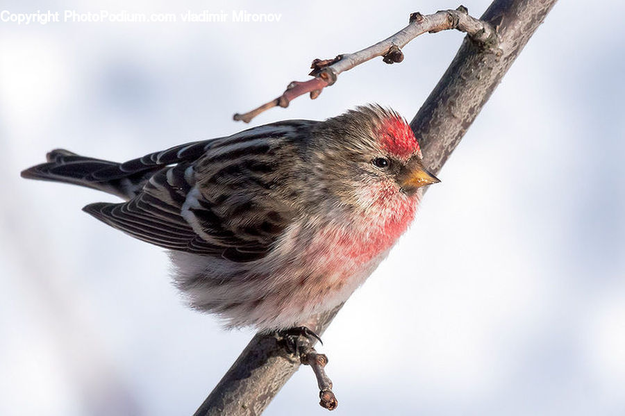 Bird, Finch, Bishop, Cardinal, Priest