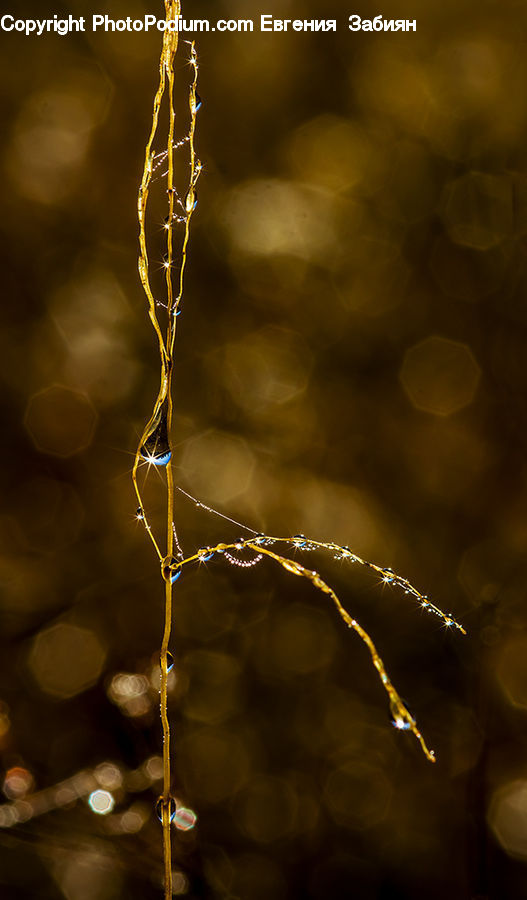 Ice, Icicle, Snow, Winter, Field, Grass, Grassland