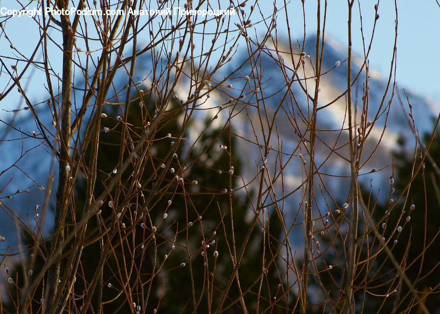 Field, Grass, Grassland, Plant, Vegetation, Blossom, Flora