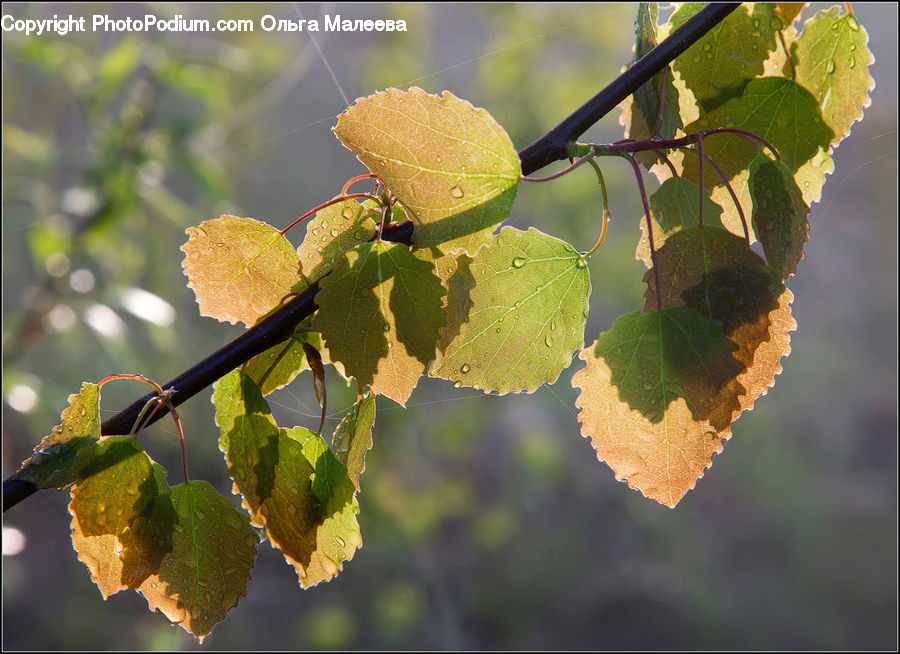 Fruit, Grapes, Plant, Vine, Leaf, Oak, Sycamore