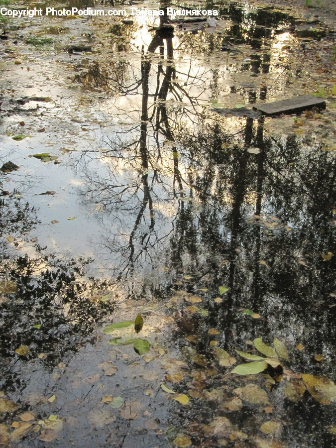 Land, Marsh, Pond, Swamp, Water, Plant, Tree