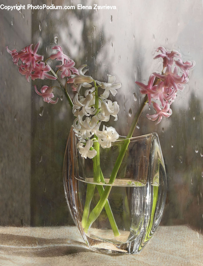 Beverage, Glass, Wine, Wine Glass, Flower Arrangement, Ikebana, Plant
