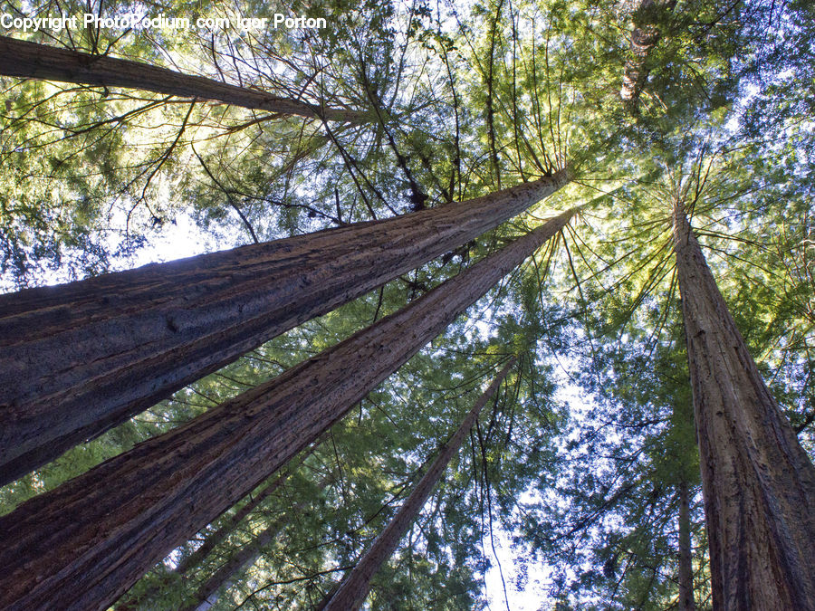 Fir, Redwood, Tree, Wood, Forest, Vegetation, Conifer