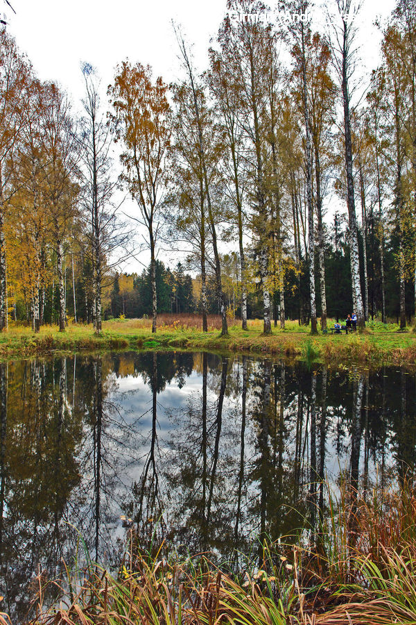 Outdoors, Pond, Water, Land, Marsh, Swamp, Forest