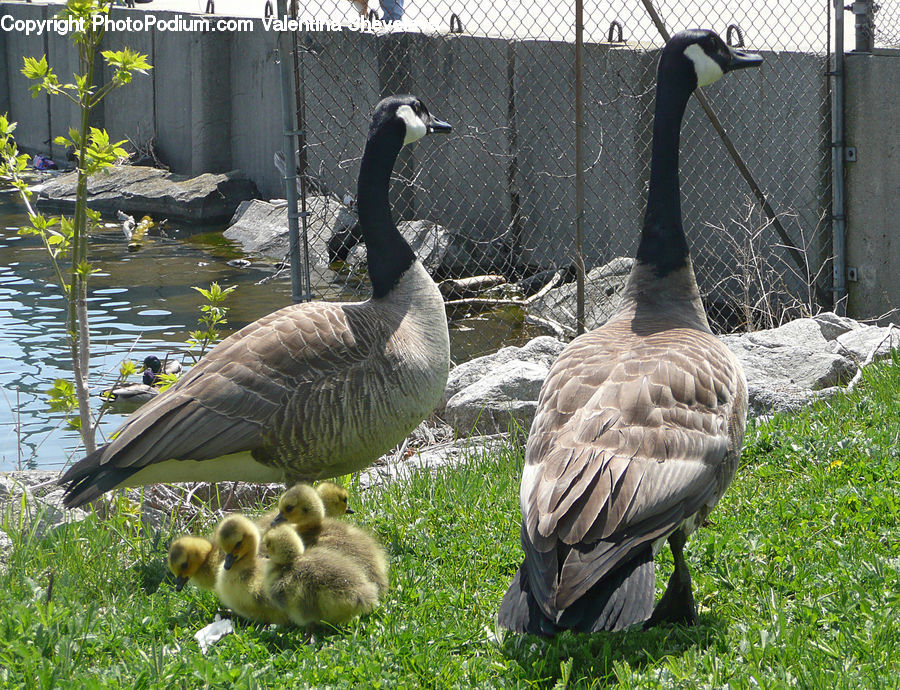 Bird, Goose, Waterfowl, Plant, Potted Plant, Adorable, Duck
