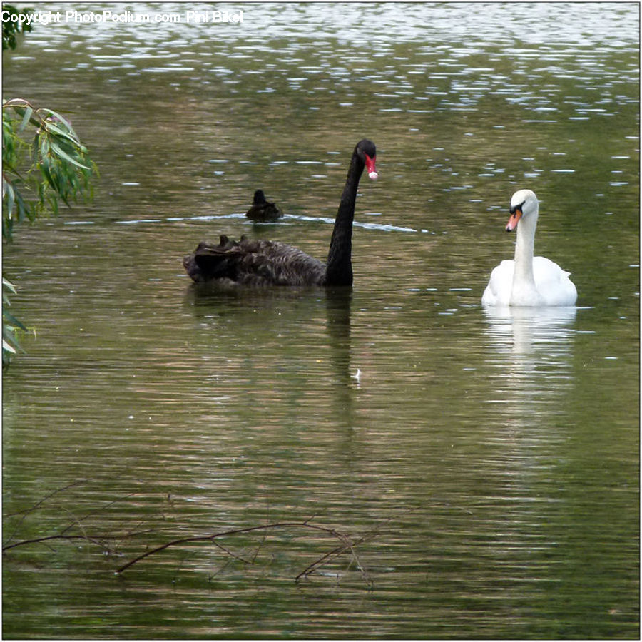 Bird, Black Swan, Swan, Waterfowl, Goose, Anseriformes