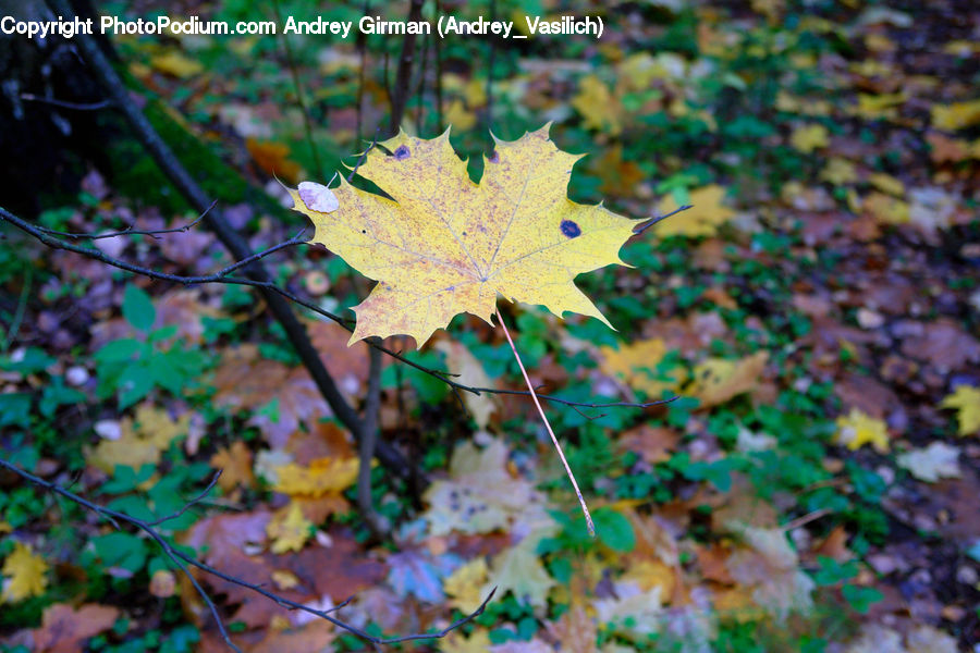 Maple, Maple Leaf, Plant, Ivy, Vine, Ground, Soil