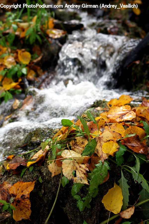 Creek, Outdoors, River, Water, Ground, Soil, Forest