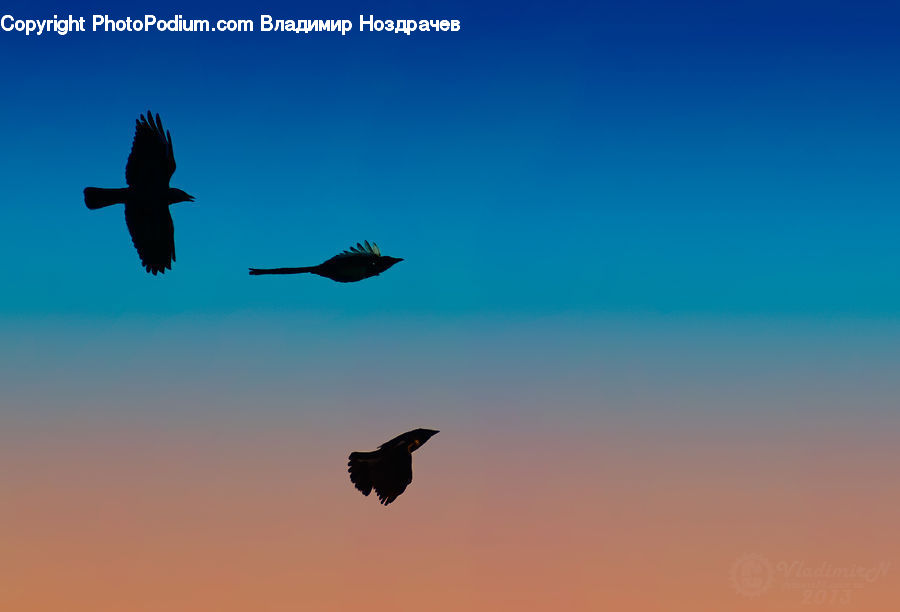 Bird, Blackbird, Crow, Silhouette, Kite Bird