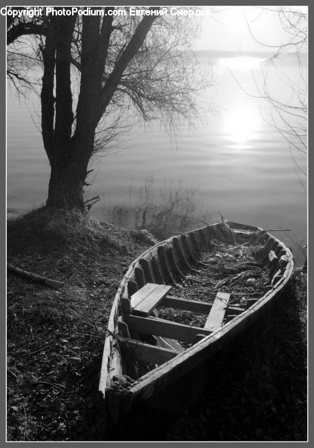 Boat, Rowboat, Vessel, Plant, Tree, Oak, Wood